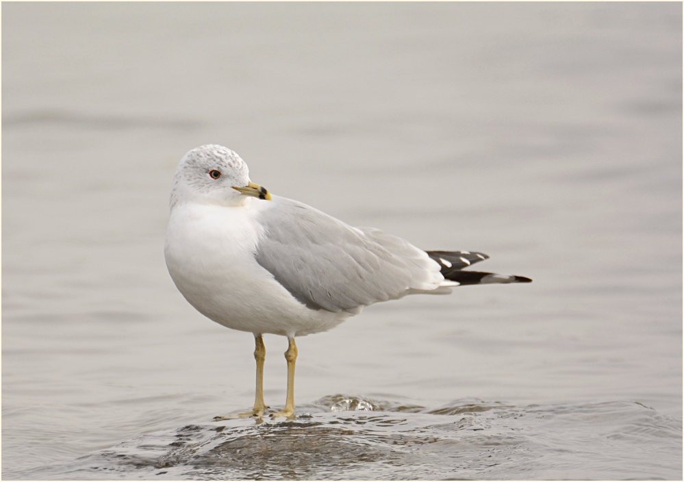 Ringschnabelmöwe (Larus delawarensis)