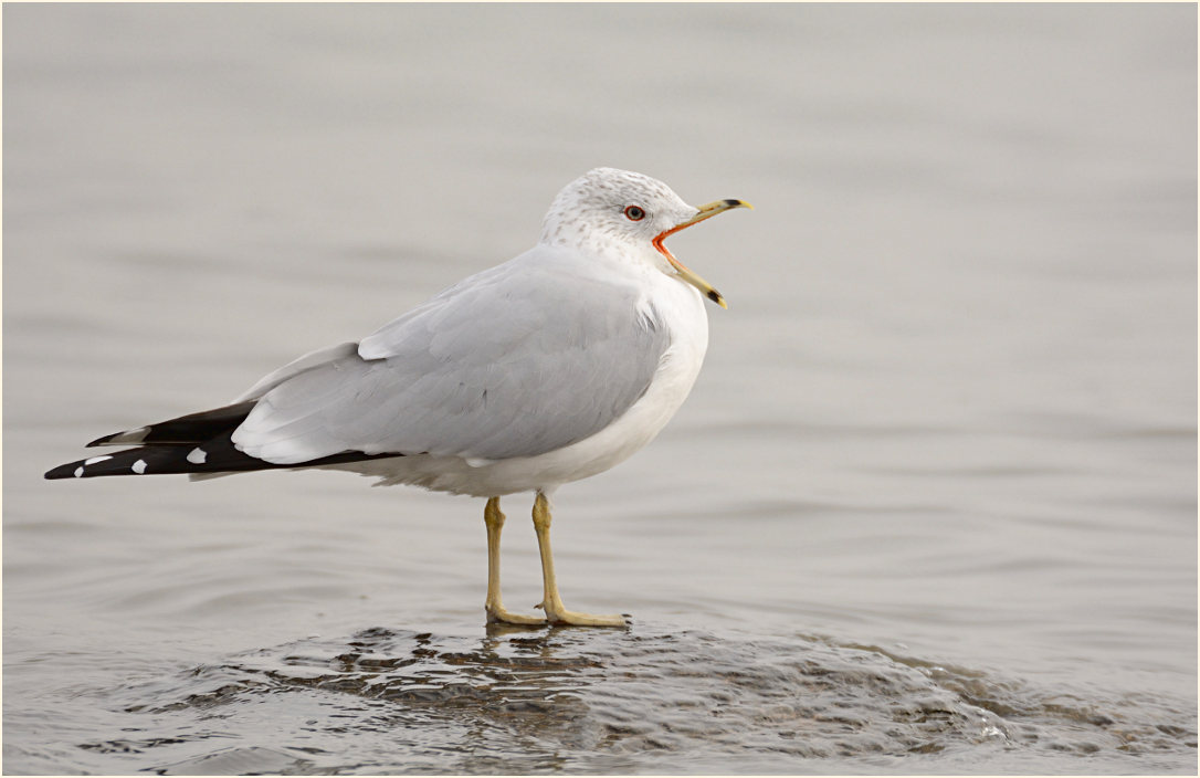 Ringschnabelmöwe (Larus delawarensis)