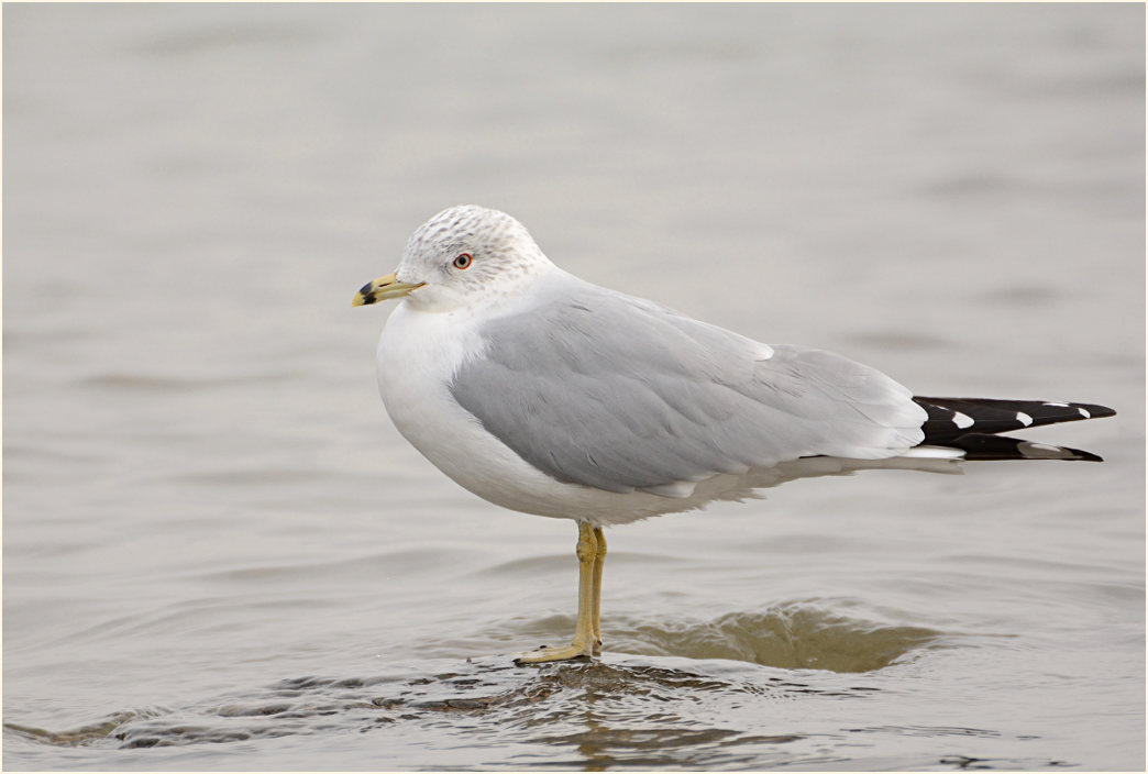 Ringschnabelmöwe (Larus delawarensis)