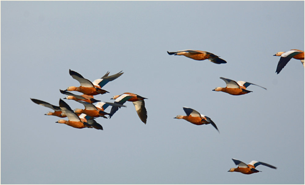 Rostgans (Tadorna ferruginea)