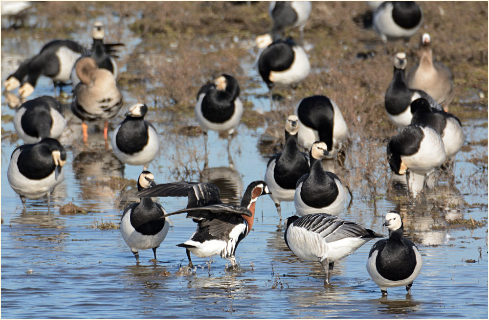 Rothalsgans (Branta ruficollis)