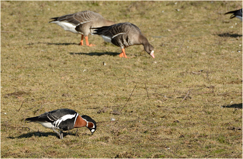 Rothalsgans (Branta ruficollis)