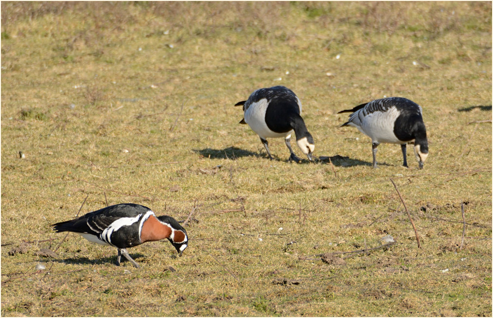 Rothalsgans (Branta ruficollis)