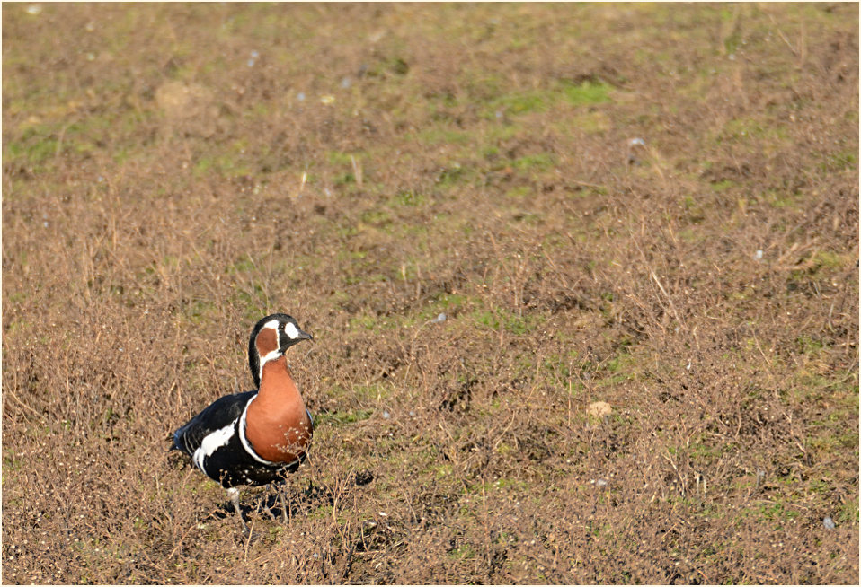 Rothalsgans (Branta ruficollis)