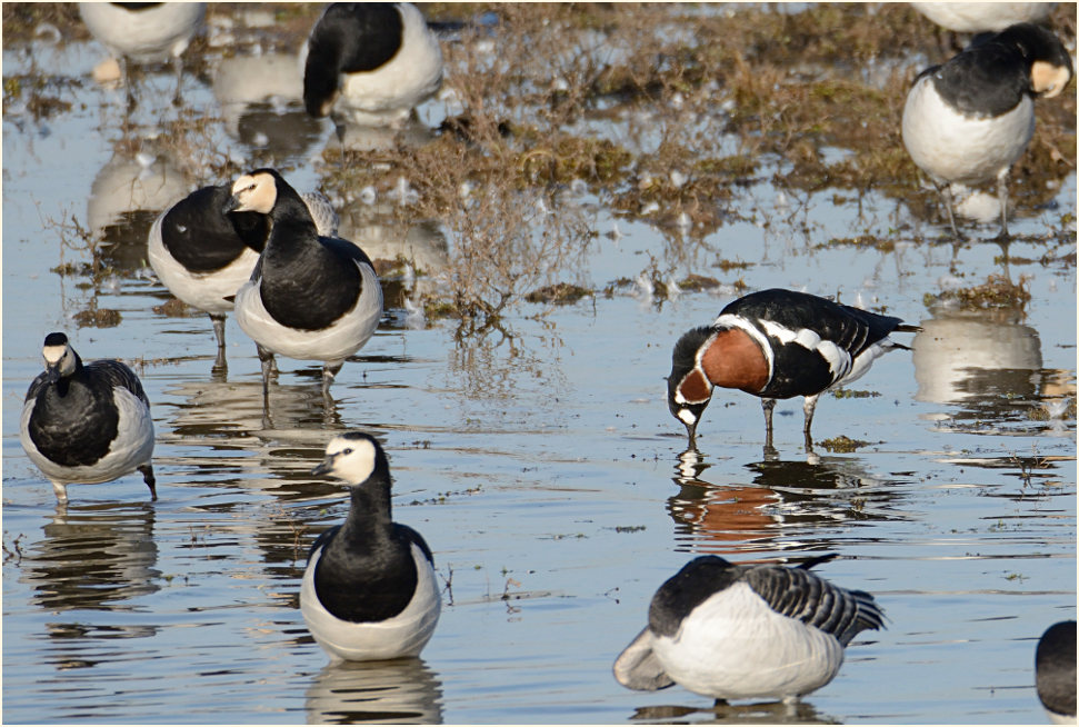 Rothalsgans (Branta ruficollis)