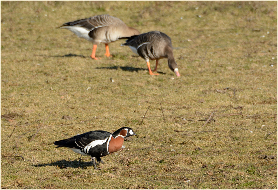 Rothalsgans (Branta ruficollis)