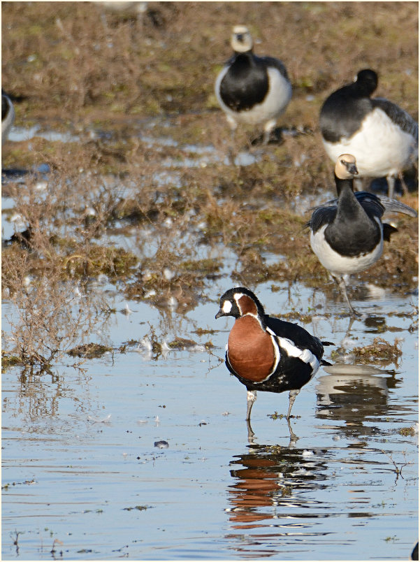 Rothalsgans (Branta ruficollis)