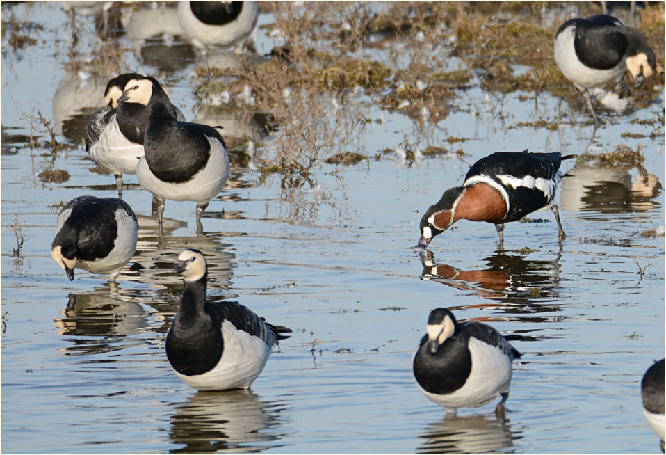 Rothalsgans (Branta ruficollis)