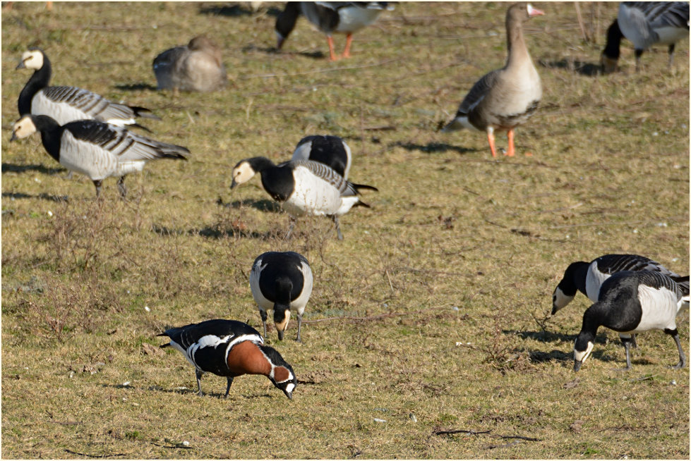 Rothalsgans (Branta ruficollis)