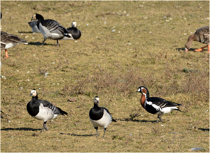 Rothalsgans (Branta ruficollis)