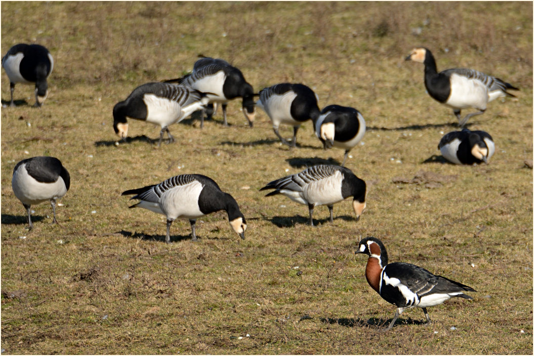Rothalsgans (Branta ruficollis)