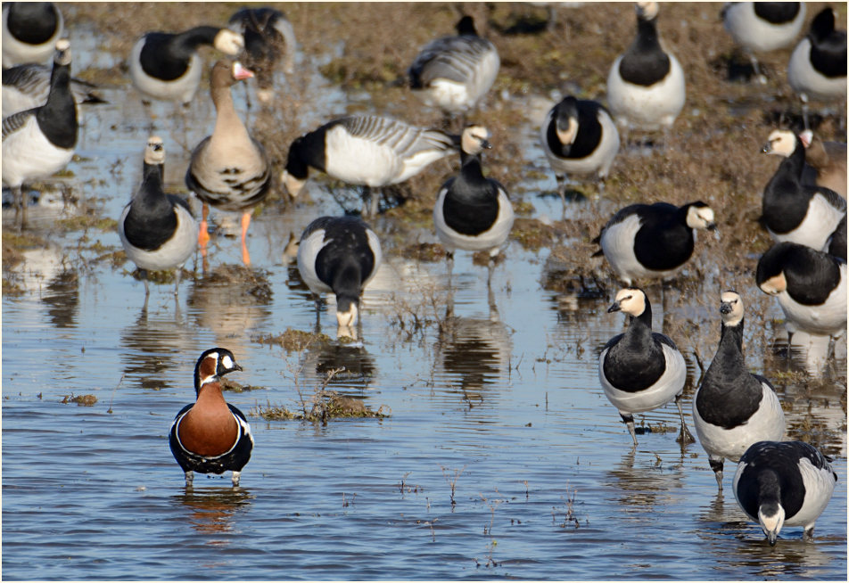 Rothalsgans (Branta ruficollis)