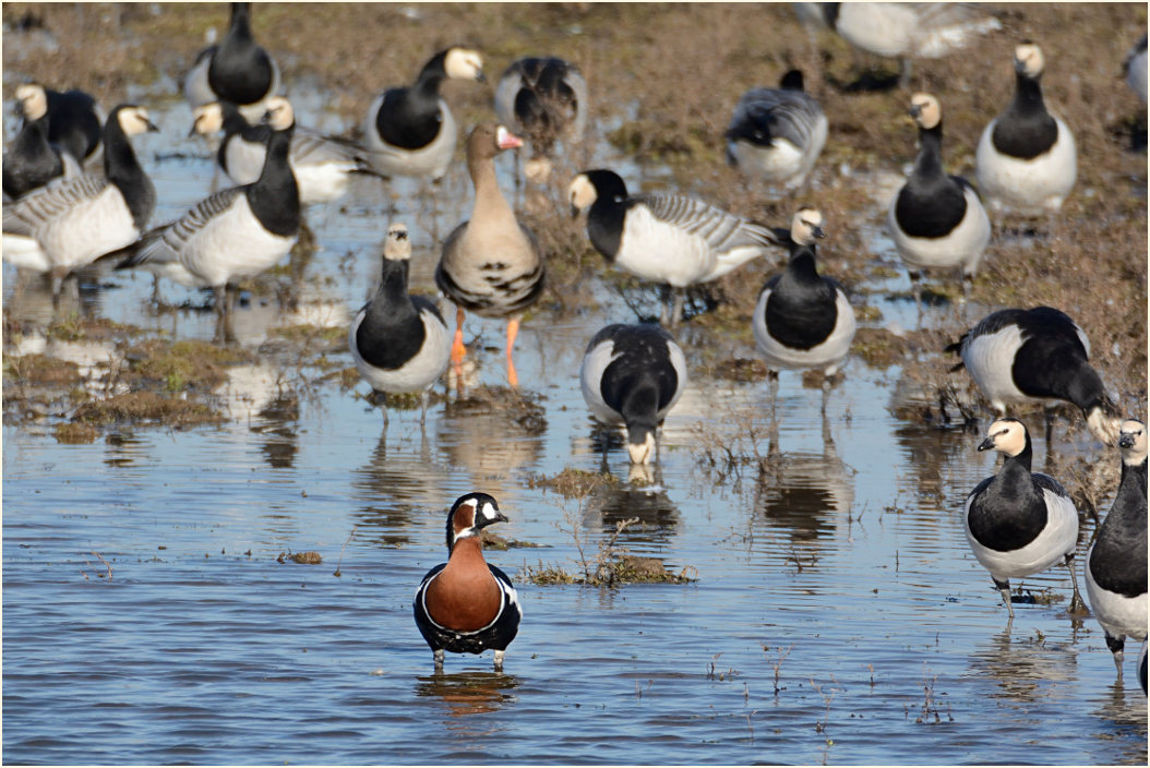 Rothalsgans (Branta ruficollis)