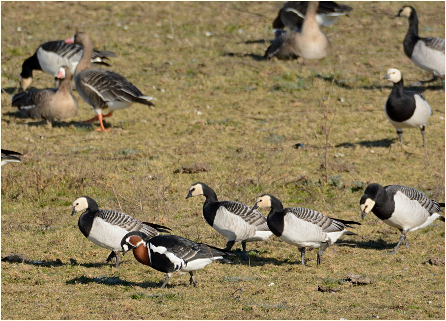 Rothalsgans (Branta ruficollis)
