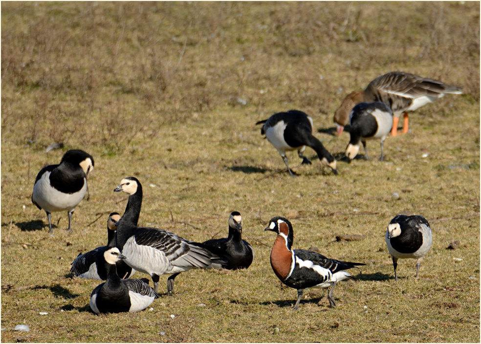 Rothalsgans (Branta ruficollis)