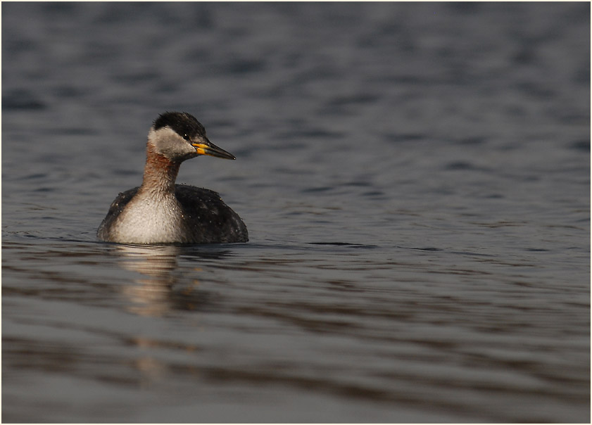 Rothalstaucher (Podiceps grisegena)