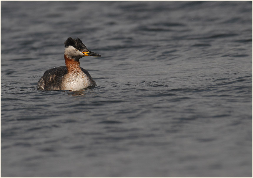 Rothalstaucher (Podiceps grisegena)