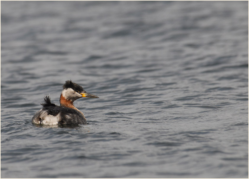 Rothalstaucher (Podiceps grisegena)