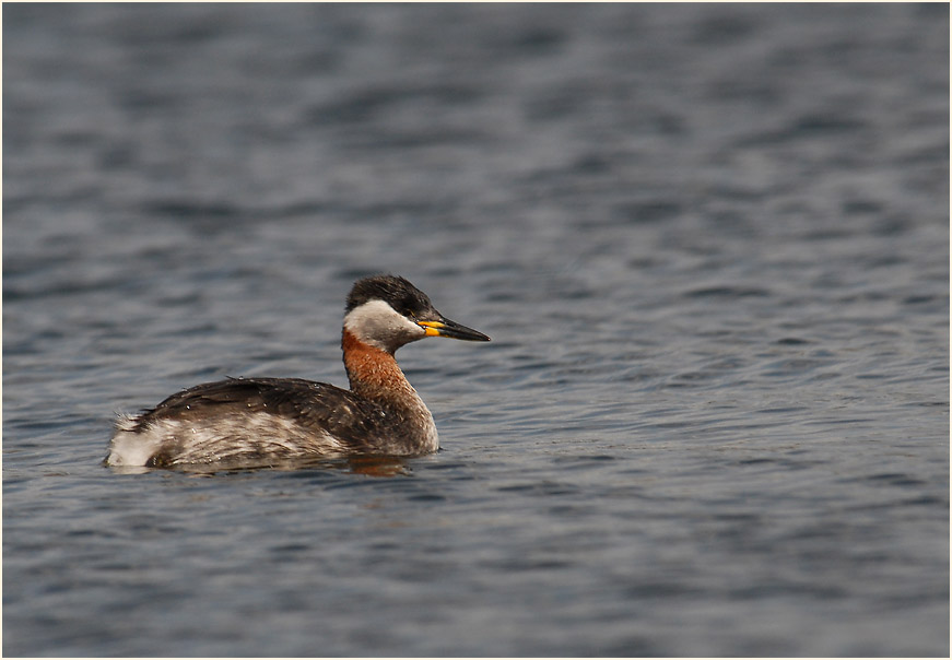 Rothalstaucher (Podiceps grisegena)