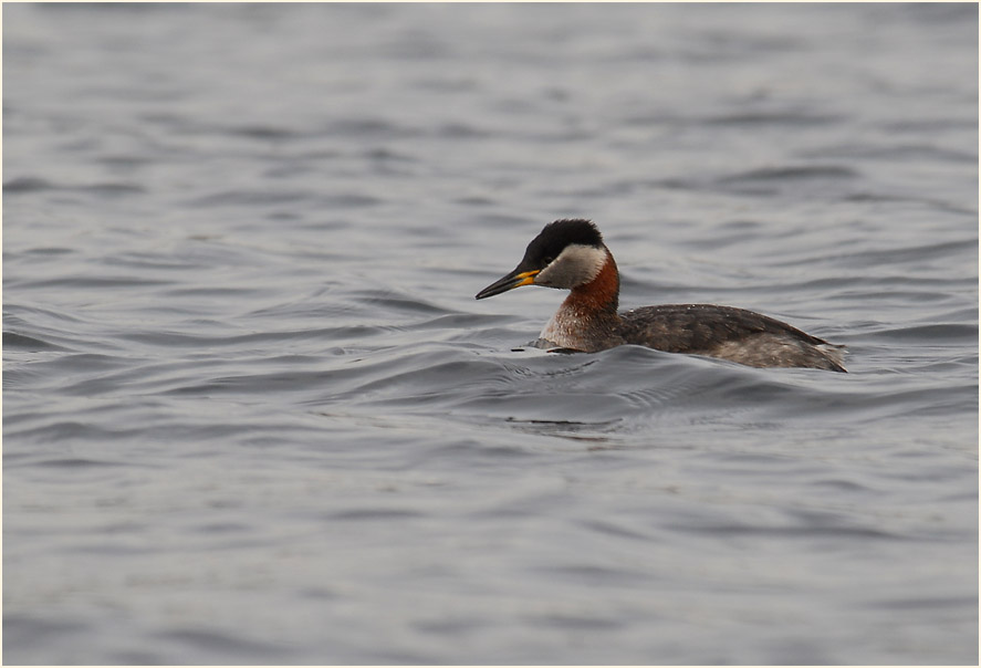 Rothalstaucher (Podiceps grisegena)