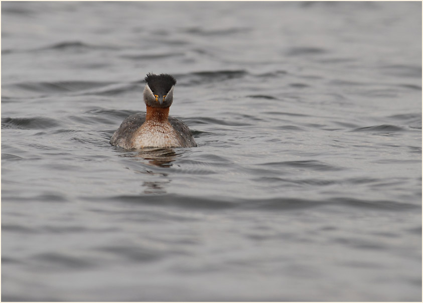 Rothalstaucher (Podiceps grisegena)