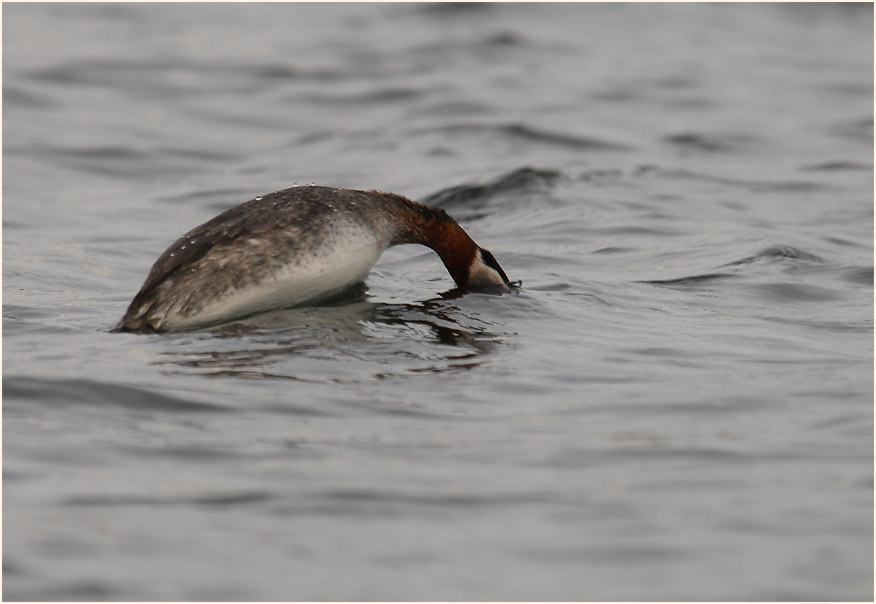 Rothalstaucher (Podiceps grisegena)