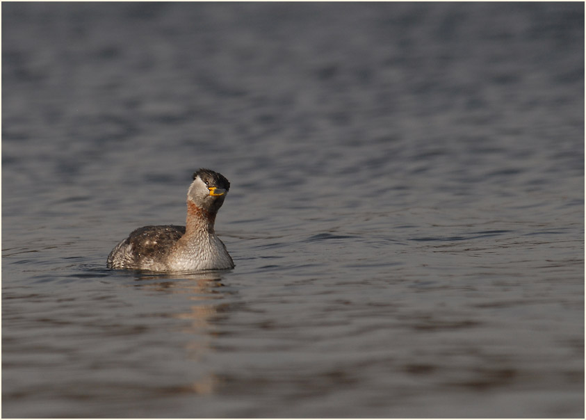 Rothalstaucher (Podiceps grisegena)