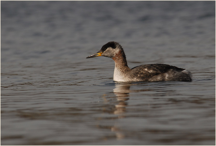 Rothalstaucher (Podiceps grisegena)