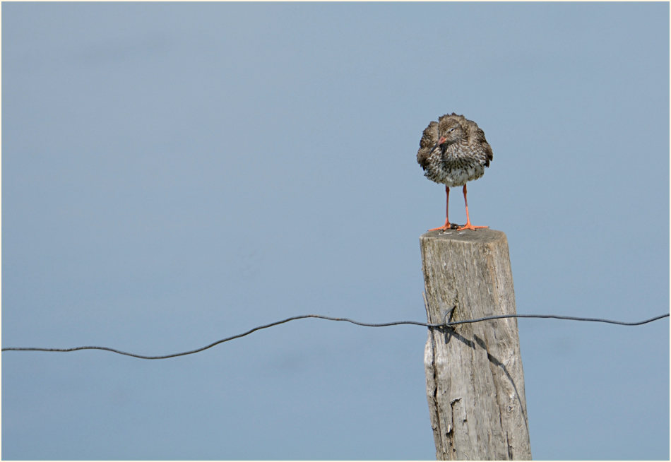 Rotschenkel (Tringa totanus)