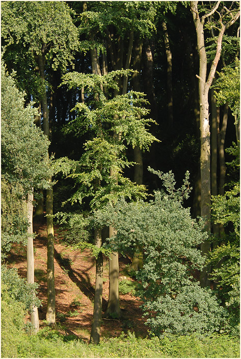 Rotthäuser Bachtal Düsseldorf