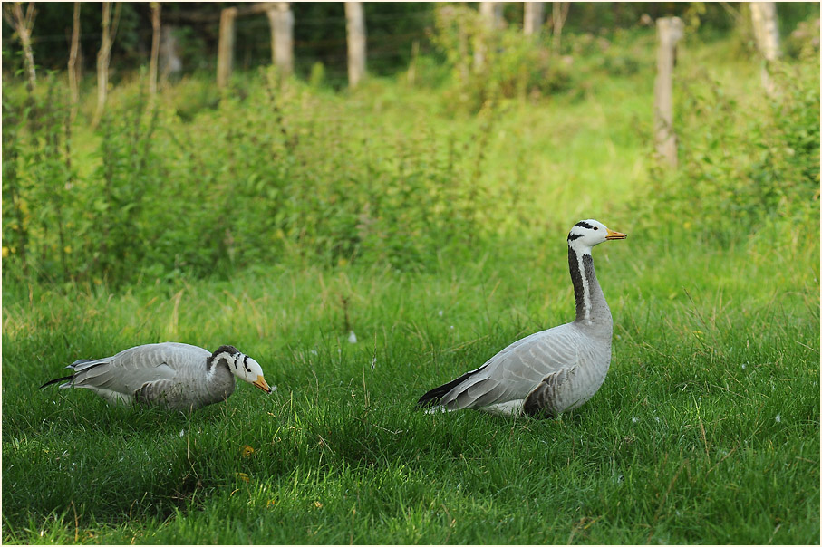 Streifengänse, Rotthäuser Bachtal Düsseldorf