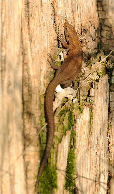 Waldeidechse, Rotthäuser Bachtal Düsseldorf