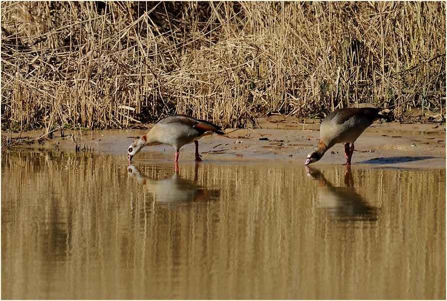 Nilgänse, Rotthäuser Bachtal Düsseldorf