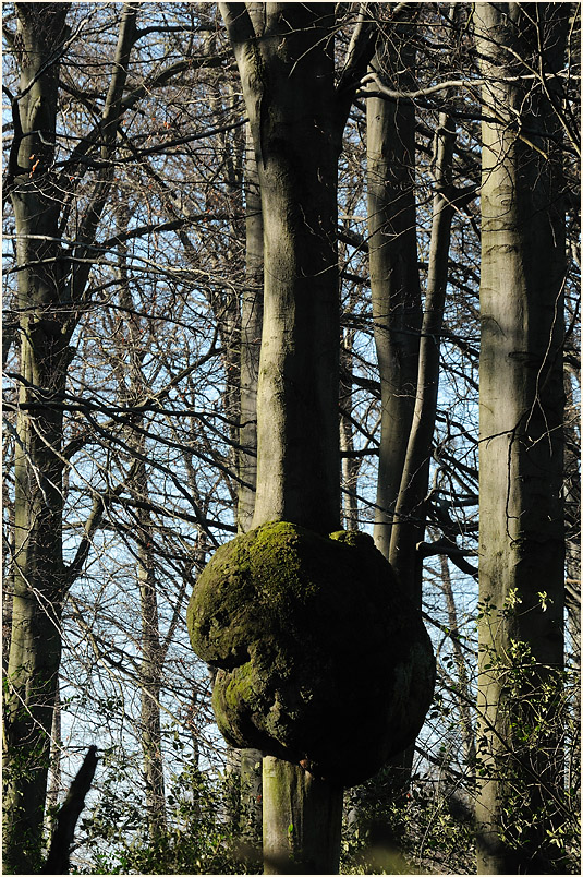 Buchen, Rotth&auml;user Bachtal D&uuml;sseldorf