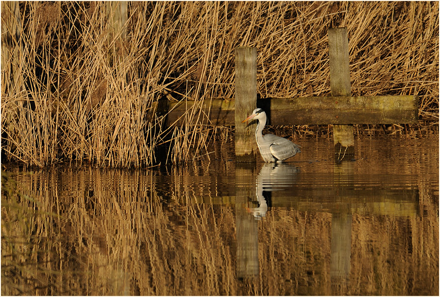 Graureiher, Rotthäuser Bachtal Düsseldorf