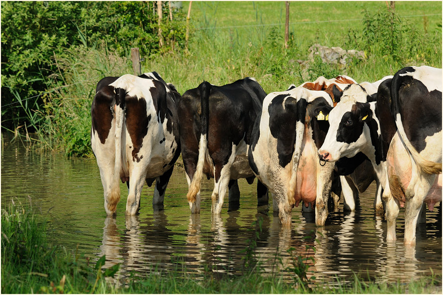 K&uuml;he, Rotth&auml;user Bachtal D&uuml;sseldorf
