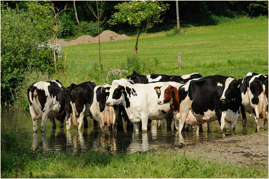 Kühe, Rotthäuser Bachtal Düsseldorf