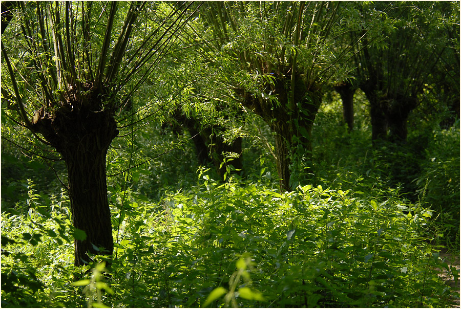 Rotthäuser Bachtal Düsseldorf