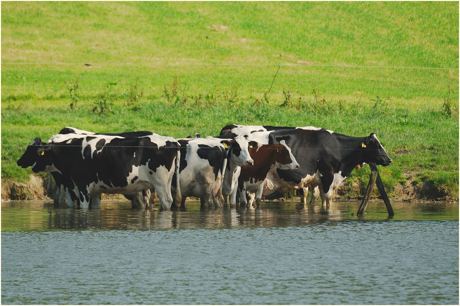 K&uuml;he, Rotth&auml;user Bachtal D&uuml;sseldorf