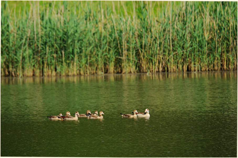 Nilgansfamilie, Rotthäuser Bachtal Düsseldorf