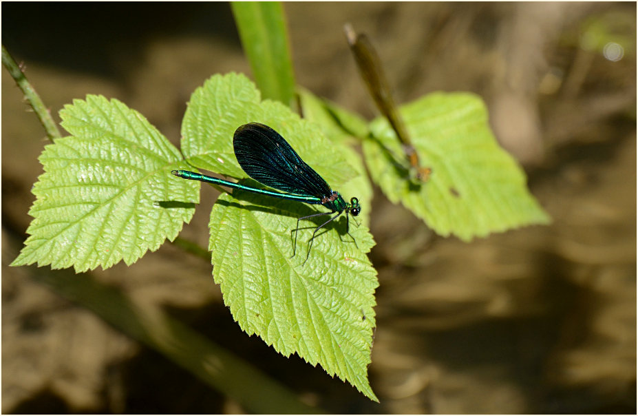 Blauflügel Prachtlibelle, Rotthäuser Bachtal Düsseldorf