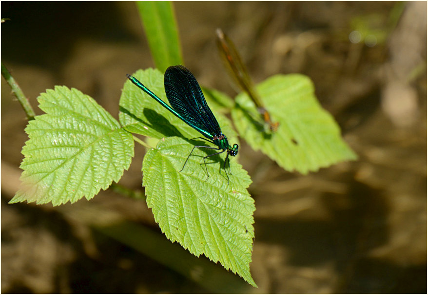 Blaufl&uuml;gel Prachtlibelle, Rotth&auml;user Bachtal D&uuml;sseldorf