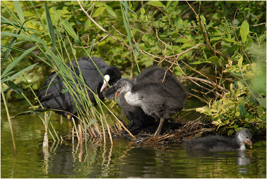 Bläßhuhn, Rotthäuser Bachtal Düsseldorf