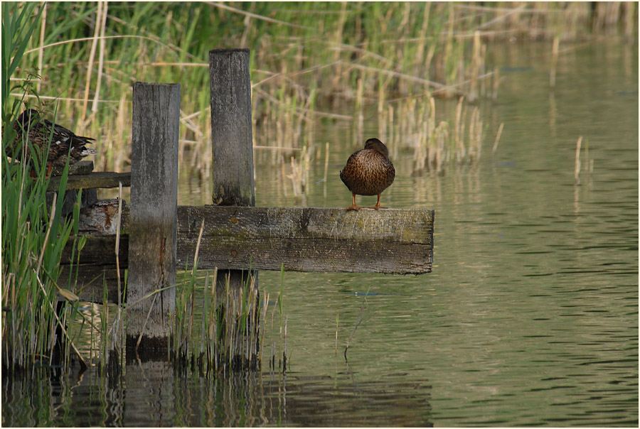 Rotthäuser Bachtal Düsseldorf
