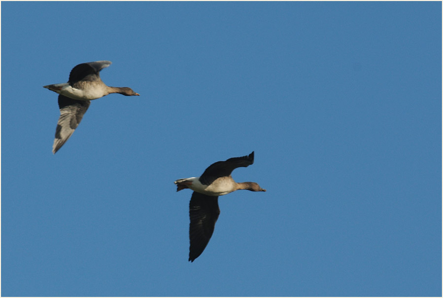 Saatgans (Anser fabalis) 