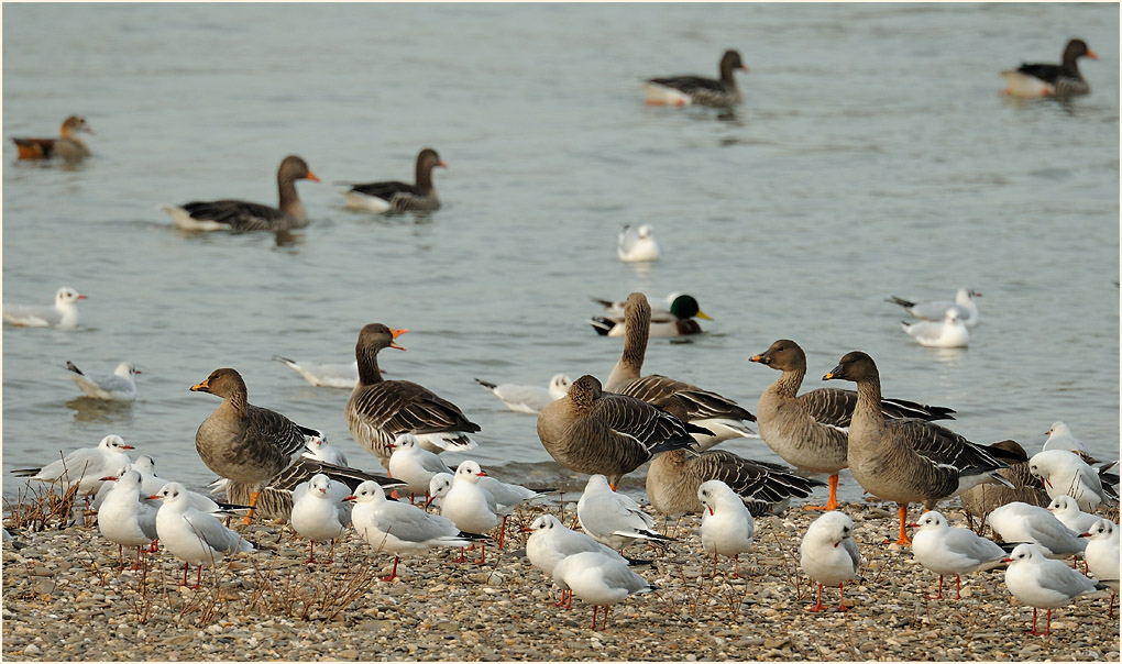 Saatgans (Anser fabalis) 