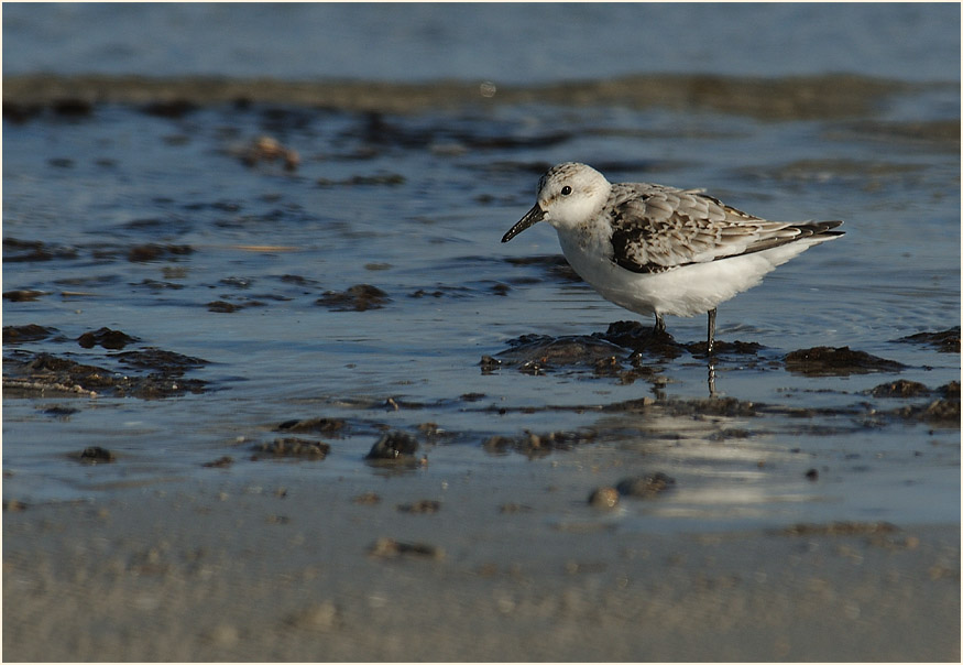 Sanderling (Calidris alba)