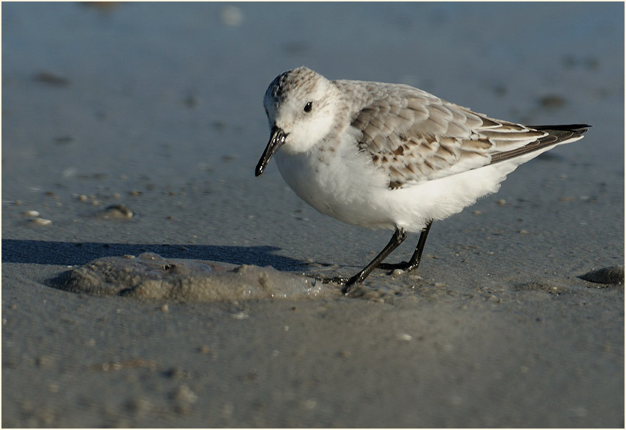 Sanderling (Calidris alba)