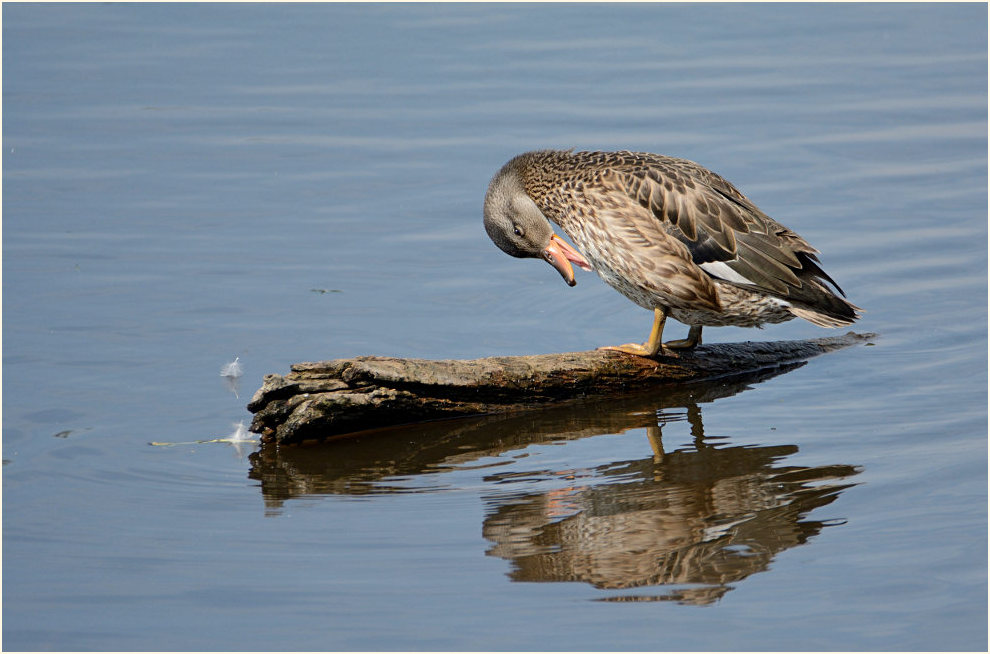 Schnatterente (Anas strepera)