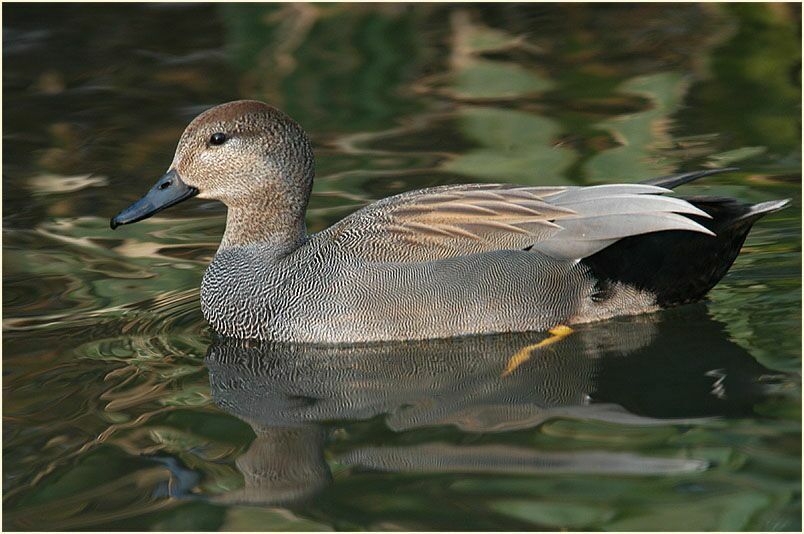 Schnatterentenerpel (Anas strepera)